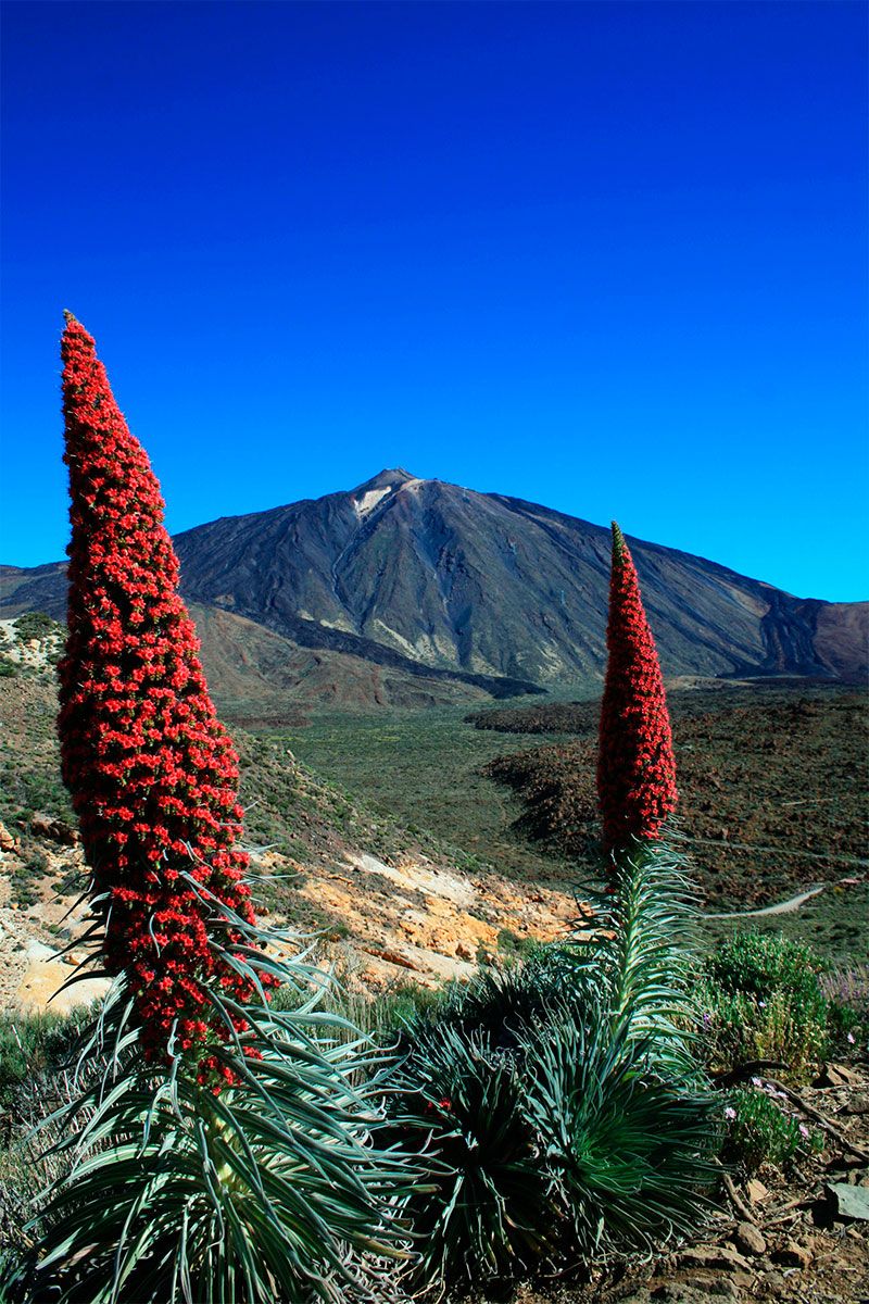 Tajinastes en flor del Teide
