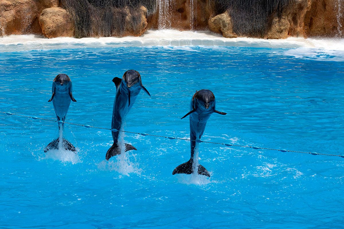 Delfines en Loro Parque