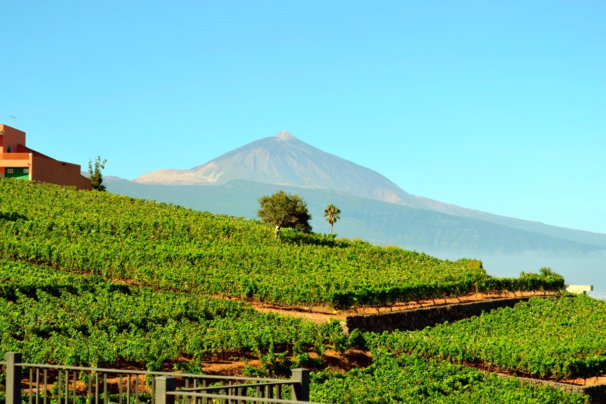 Viñedos en Tenerife