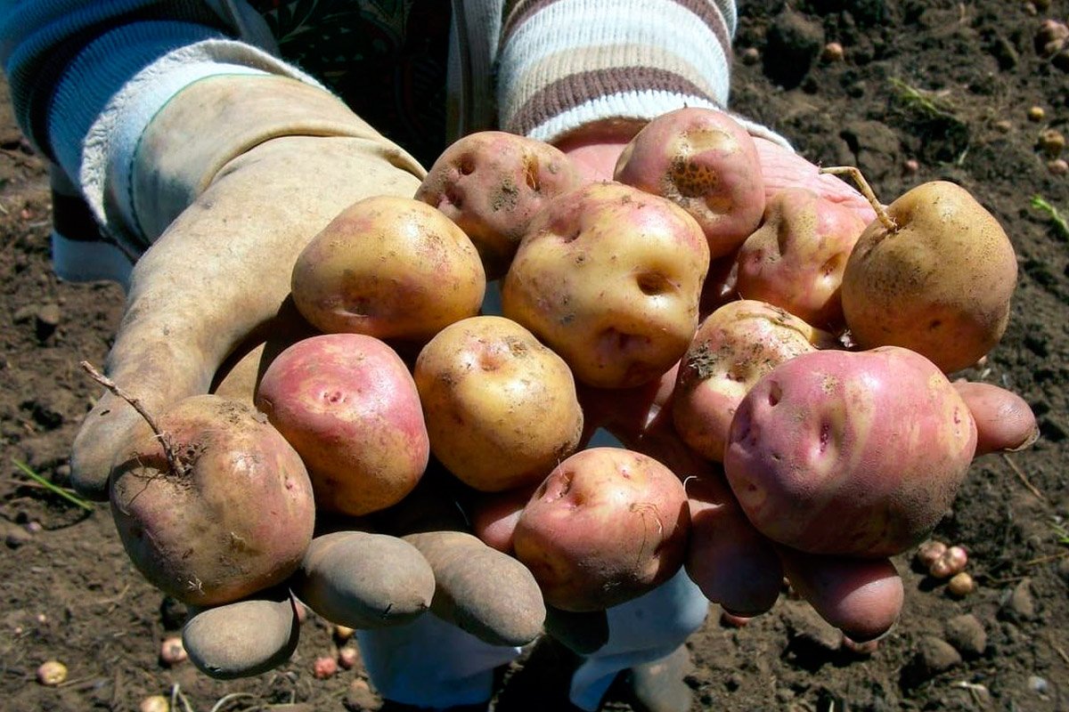 Cosecha de papas