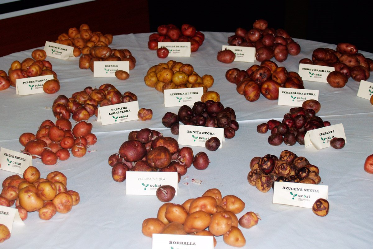 Variedades de papas de Canarias